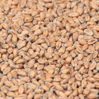 Wheat Malt (Gladfield)