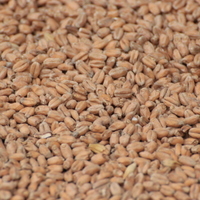 Wheat (Ger.)